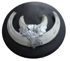 Wildschwein Keilerzähne Hauer