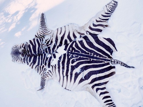 Altes zebrafell zebrateppich - ,,
