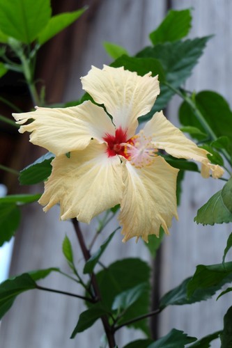 Zimmer hibiskus sri - zimmer-hibiskus, 'sri
