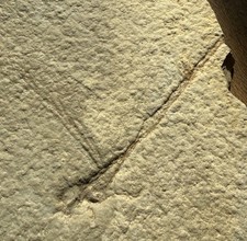 9 cm Dragonfly / Libelle