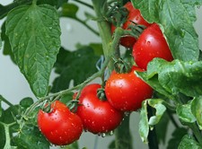 Pfarrgarten rote Tomate alte