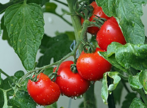 Pfarrgarten rote tomate - pfarrgarten,
