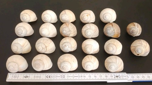Schneckenhäuser 22 stück - ,