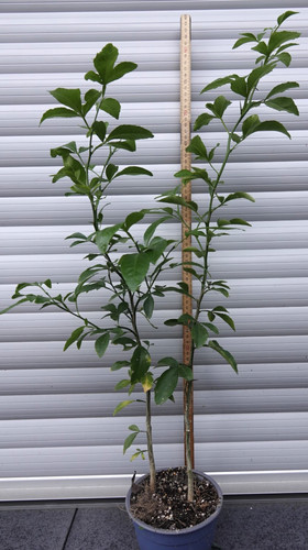 Citrus citrumelo 4475 - 2,
