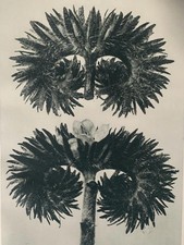 1929 Karl Blossfeldt Druck -