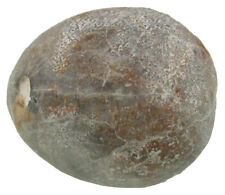 Kreide  Ovulaster suberti