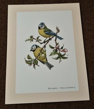 Blaumeise * Kunstdruck . Poster . Bild . Wand-Dekoration