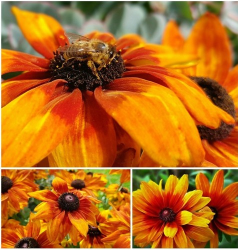 Sonnenhut riesen blüten - sonnenhut~riesen,