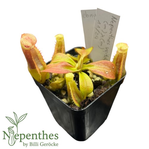 Nepenthes veitchii - , (m)