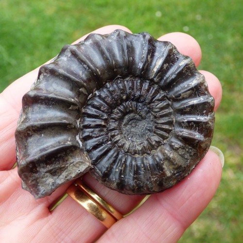 Jura fossil ammonit - jura,
