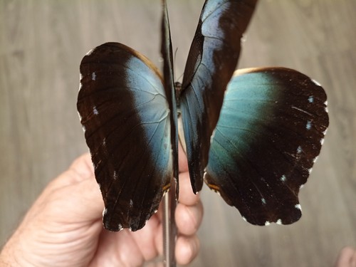 Morpho cissies rüde aus - a1-,