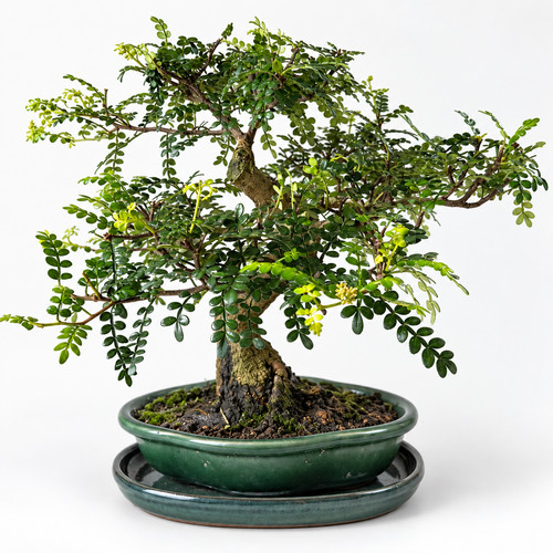 Bonsai zanthoxylum piperitum - bonsai,