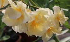 Oleander stecklinge luteum - 3,
