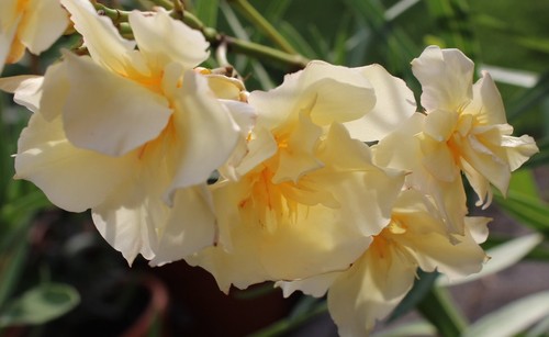 Oleander stecklinge luteum - stecklinge,
