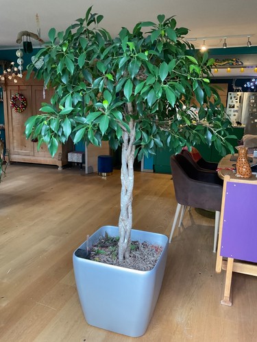 Ficus benjamina stamm echt - benjamina,