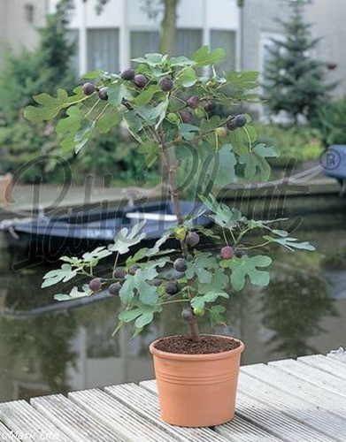 Verschiedene obstpflanzen - verschiedene,