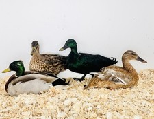 Bruteier - Enten - Stockenten