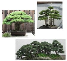 SAMEN Chinesische ULME Utah WACHOLDER Himalaya KIEFER winterharter Bonsai SET