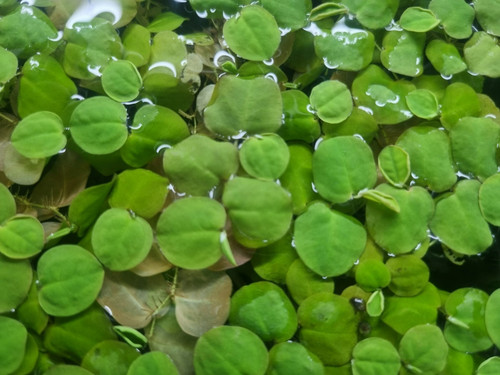 Phyllanthus fluitans