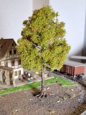 eine Kastanie. Kastanienbaum