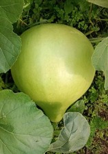 Giant Bushel Basket Gourd, Lagenaria siceraria, Flaschenkürbis, Kalebasse