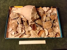 Muscheln Sammlung 1 Kg