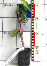 Diospyros kaki "Muscat"  -  veredelter Kakibaum