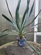 🌴Yucca Recurvifolia 50cm