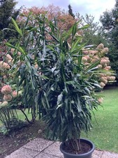  Drachenbaum 250 cm hoch  inkl Topf