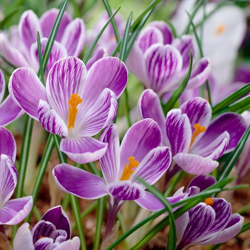 Botanischer krokus zwiebeln - botanischer,
