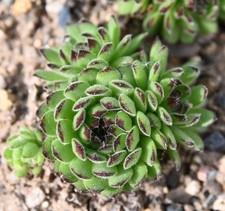 Sempervivum, Dachwurz, Sorte