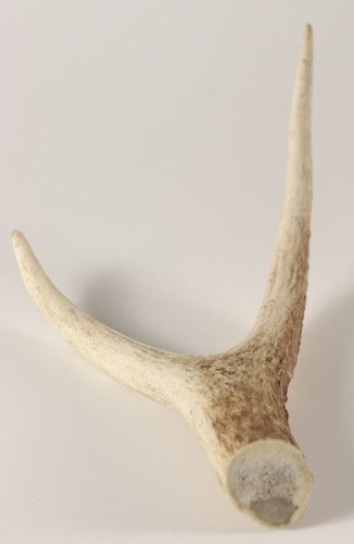 Geweih hirschkrone - geweih,