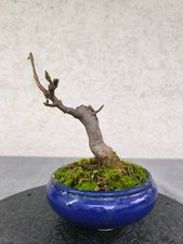 Bergahorn Shohin Bonsai - Acer