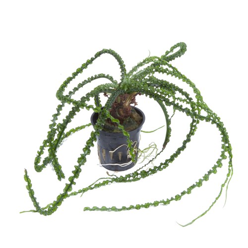 Tropica crinum calamistratum