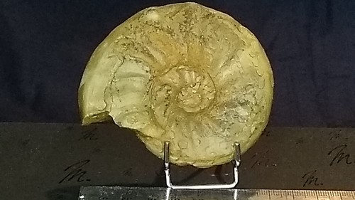 004 ammonit komplettkeratite - 004,
