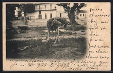 Dakar, Vogel Strauß auf einem Hof, Ansichtskarte 