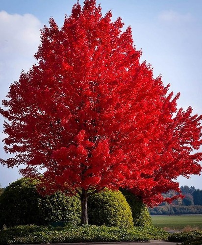 Roteiche schnell wachsend - ,