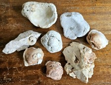 Meeresfossilien Versteinerte