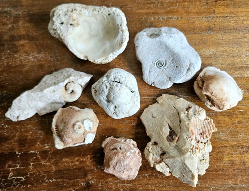Meeresfossilien versteinerte - meeresfossilien,