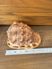 Cypraecassis rufa, gehörnt Helmschnecke 14 cm Muschel conch shell see snail