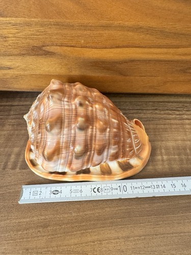 Cypraecassis rufa gehörnt - cypraecassis,