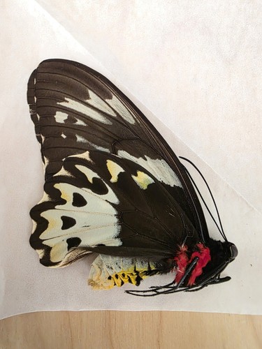 Ornithoptera priamus poseidon