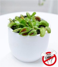 Fleischfressende Pflanze Venusfliegenfalle, 1 Pflanze Dionaea Zimmerpflanze