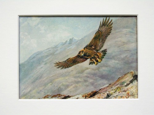 Golden eagle vogeldruck - golden,