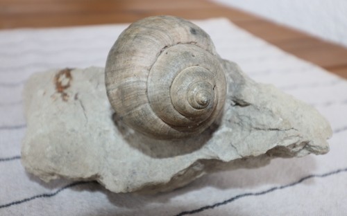Fossile schnecke helix - fossile,