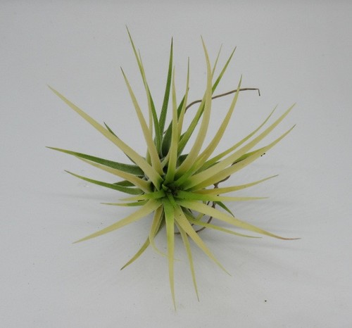 Tillandsia ionantha var - ., druid