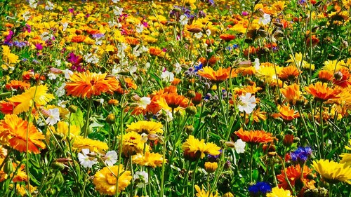 1000 samen ringelblumen - 1000,