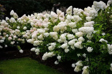 Hortensie BOMBSHELL Rispenhortensie Weis Hydrangea paniculata
