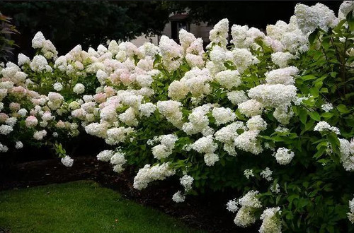 Hortensie bombshell - hortensie,