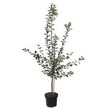 Graf Althans Reneklode Pflaumenbaum Zwetsche Buschbaum Halbstamm